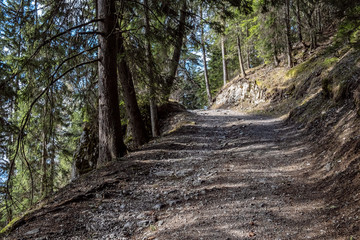 Fototapeta premium Coniferous forest, Western Tatras mountains, Slovak republic. Hiking theme. Seasonal natural scene.
