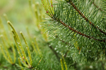 Fototapeta premium Pine branch droplets after rain 