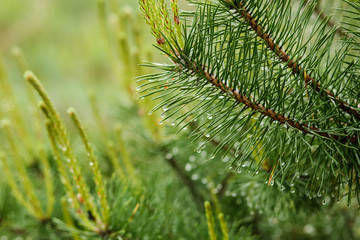 Pine branch droplets after rain 