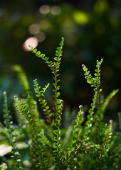 The green shoot of a little plant