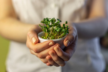 Naklejka na ściany i meble Female hands holding small white pot with microgreens. Light from the window, shadows. Selective focus, blurred background.