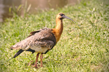 Brazilian Bird
This big bird is very rare at brazilian savannah.