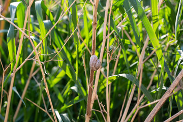 green grass and water drops