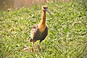 Brazilian Bird
This big bird is very rare at brazilian savannah.