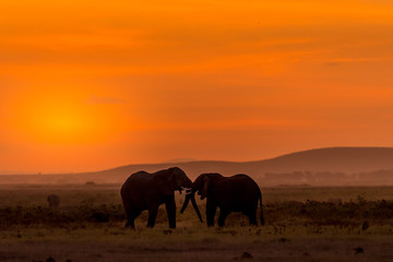 Naklejka na ściany i meble Sunset with Elephants in the Wild!