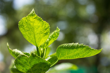 Green leaf of red Hibiscus rosa-sinensis