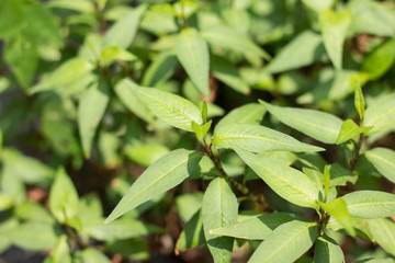 Green lead Persicaria odorata