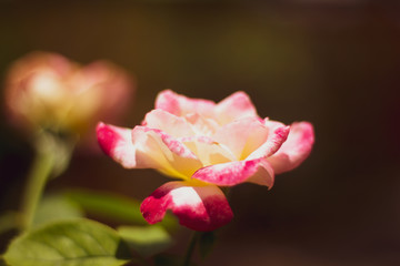 Pink and white rose flower