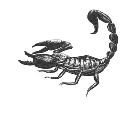 Ink cruel scorpion on white background
