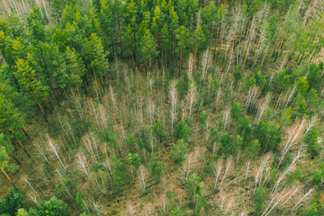 Aerial View Green Coniferous Forest Pines Woods Landscape In Early Spring Day. Top View Of Beautiful European Nature From Attitude. Drone View. Bird's Eye View