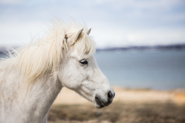 Obraz na płótnie Canvas Icelandic horses, domestics and wild horses