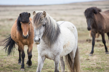 Naklejka na ściany i meble Icelandic horses, domestics and wild horses