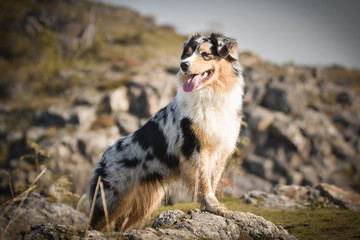 Portrait of Australian shepherd, who is standing in rock under the them is lake. Amazing autumn photoshooting in Prague.