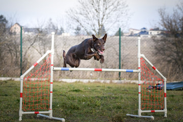 brown border collie is jumping over the hurdles. Amazing day on czech agility privat training