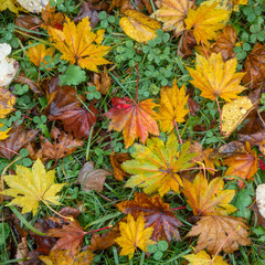 Colorful autumn leaf drop on fresh green grass on ground for background and wallpaper , copy space
