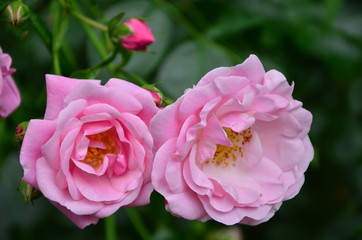 piekna rozowa rose