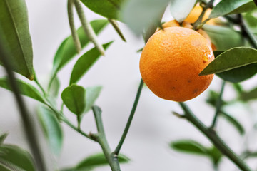 Ripe juicy sweet tangerines on a tree in a tangerine garden. Selective focus
