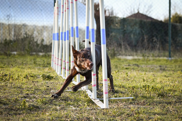 brown border collie in agility slalom on privat training. Amazing day with czech agility team.