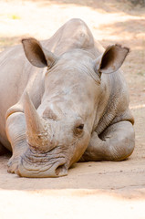 Obraz premium animais