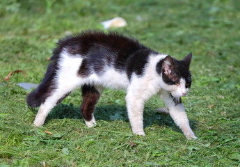 Obraz premium Black and white cat before a fight
