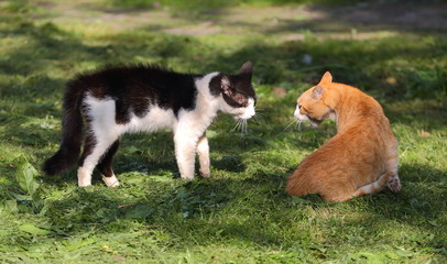 Naklejka na ściany i meble Black-and-white and ginger cats look into each other's eyes before the fight