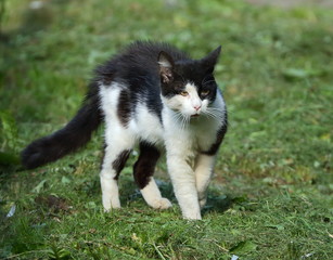 Black and white cat before a fight