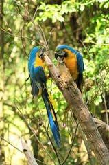AVes