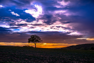 Fototapeta na wymiar One tree on field in colorful sundown light with beautiful sky