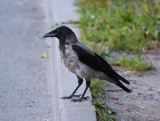 Crow sitting on the curb by the road