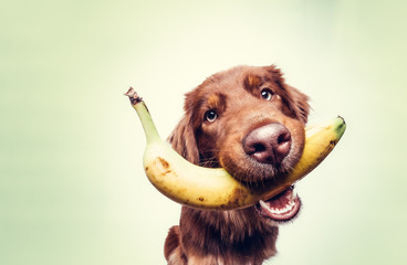 Hund mit Banane