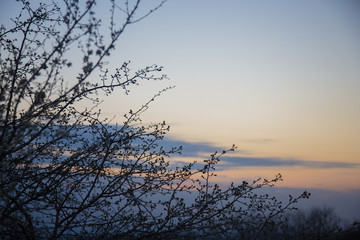 Tree branches against a beautiful sky