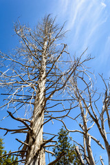Dry tree in the middle of a forest, similar to petrified. Many dry branches come out of it. Sunny and hot day in the forest.