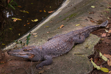 One crocodile resting at the edge of the water of pond. Crocodile farm in the island Samui, Thailand.