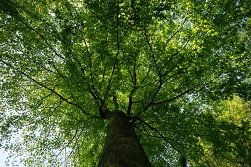 Blick entlang des Stamms in die Baumkrone einer Buche im Fr&uuml;hling
