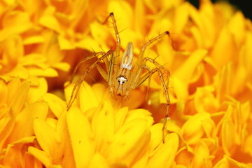 Macro Photography of Jumping Spider on yellow marigold flower