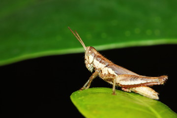 insect grasshopper is masked among green leaves in sunny