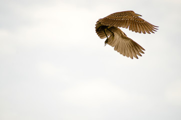 AVes