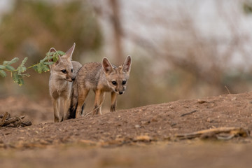 This image of Indian Fox is taken at Gujarat in India.