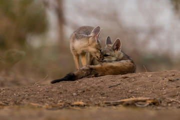 This image of Indian Fox is taken at Gujarat in India.