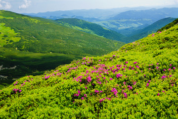 Blooming rhododendron in the Eastern Carpathians