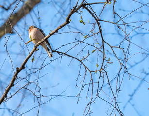 a songbird in branches