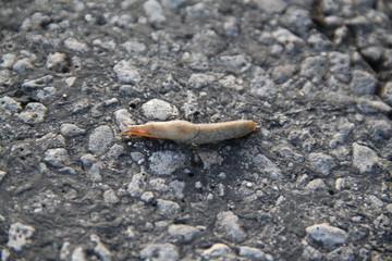 Humid slobbery slug crossing a road bitumen