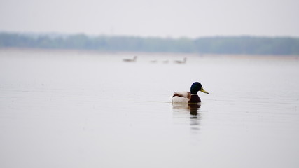 jezioro © Magorzata