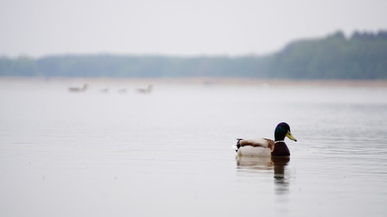 jezioro © Magorzata