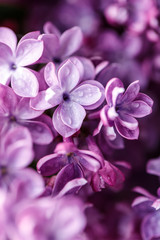 Fototapeta na wymiar Lilac background. Purple lilac flowers spring blossom background