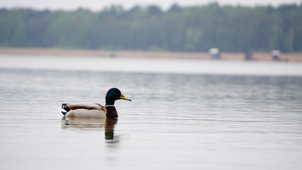 jezioro © Magorzata