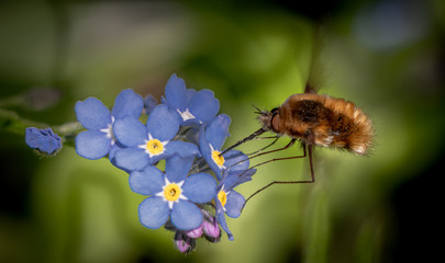 A Large Bee-Fly drinking Nectar from a Blue Flower