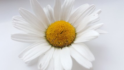 Fototapeta premium picture of chamomile on a white background. Flowers. Chamomiles are white.