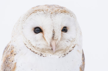 Barn owl