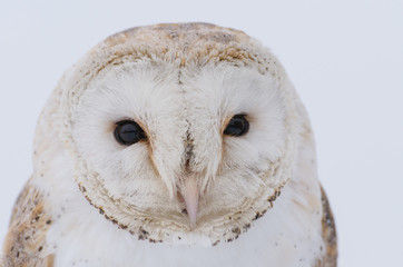 Barn owl